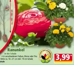 Norma Ranunkel Angebot