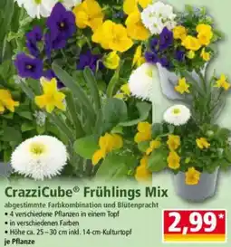 Norma CrazziCube Frühlings Mix Angebot