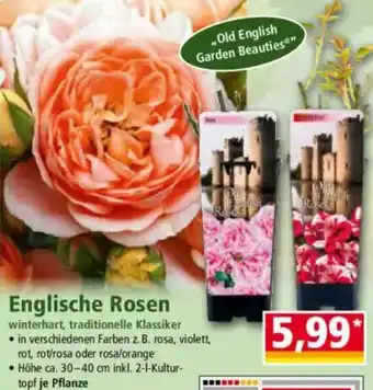 Norma Englische Rosen Angebot