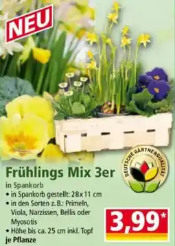 Norma Frühlings Mix 3er Angebot