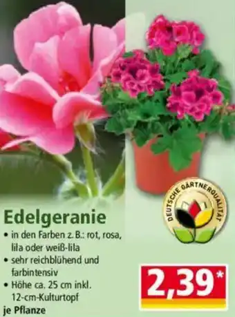 Norma Edelgeranie Angebot