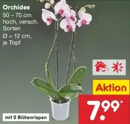 Netto Marken-Discount Orchidee Angebot