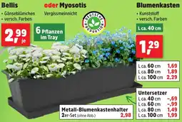 Thomas Philipps Blumenkasten Angebot