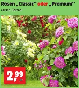 Thomas Philipps Rosen „Classic“ oder Premium Angebot