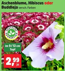 Thomas Philipps Aschenblume, Hibiscus oder Buddleja Angebot