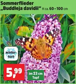 Thomas Philipps Sommerflieder ,,Buddleja davidii" Angebot