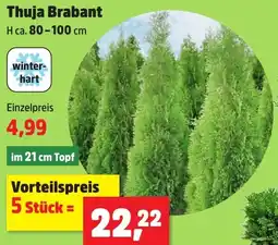 Thomas Philipps Thuja Brabant Angebot