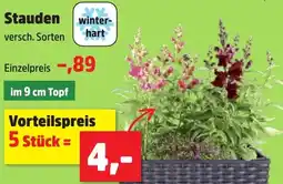 Thomas Philipps Stauden Angebot