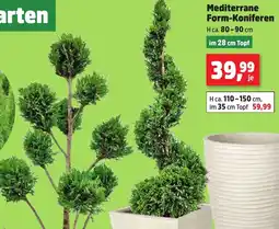 Thomas Philipps Mediterrane Form-Koniferen Angebot