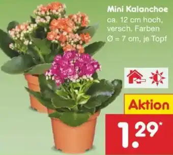 Netto Marken-Discount Mini Kalanchoe Angebot