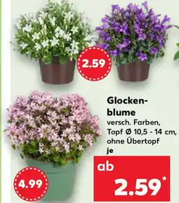 Kaufland Glocken- blume Angebot