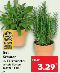 Kaufland Ital. Kräuter in Terrakotta Angebot