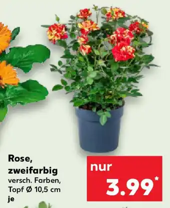 Kaufland Rose, zweifarbig Angebot