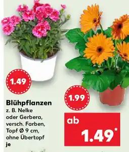 Kaufland Blühpflanzen Angebot