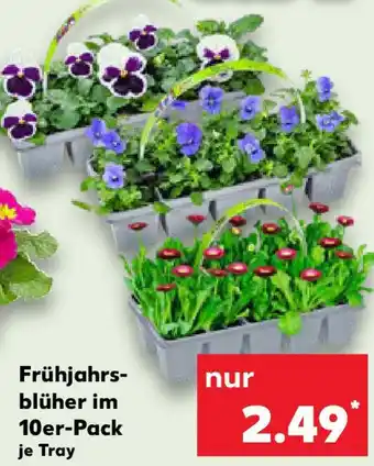 Kaufland Frühjahrs- blüher im 10er-Pack Angebot