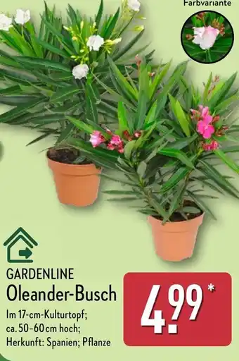 Aldi Nord GARDENLINE Oleander-Busch Angebot