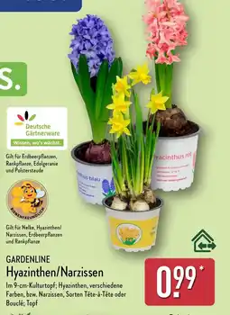 Aldi Nord GARDENLINE Hyazinthen/Narzissen Angebot