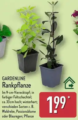 Aldi Nord GARDENLINE Rankpflanze Angebot