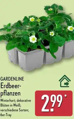 Aldi Nord GARDENLINE Erdbeer- pflanzen Angebot