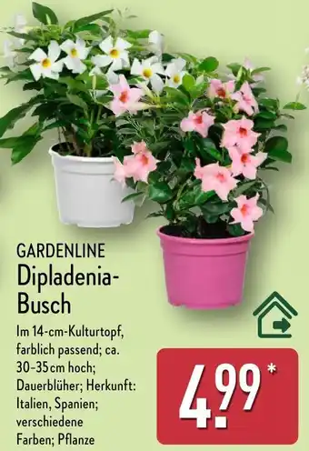 Aldi Nord GARDENLINE Dipladenia- Busch Angebot