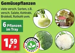 Thomas Philipps Gemüsepflanzen Angebot