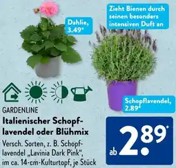 Aldi Süd GARDENLINE Italienischer Schopflavendel oder Blühmix Angebot