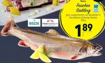 CITTI Markt Reese Frischer Saibling Angebot