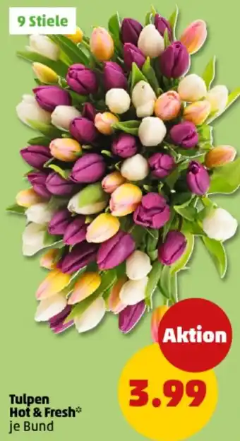 PENNY Tulpen Hot & Fresh Angebot