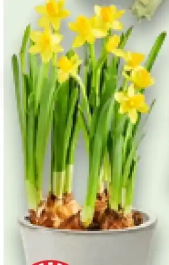 Kaufland Frühjahrsblüher Angebot