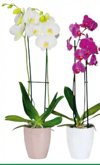 Hagebau Schmetterlingsorchidee Angebot