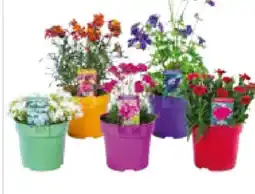 Hagebau Stauden Colour your Garden Angebot