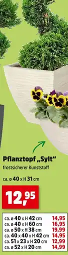 Thomas Philipps Pflanztopf „sylt“ Angebot