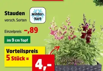 Thomas Philipps Winterhart stauden Angebot