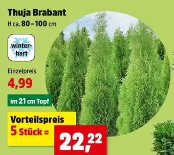 Thomas Philipps Thuja brabant Angebot