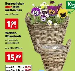 Thomas Philipps Hornveilchen oder stiefmütterchen weiden-pflanzkorb Angebot