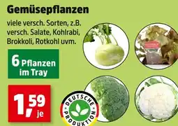 Thomas Philipps Deutsche produktion gemüsepflanzen Angebot