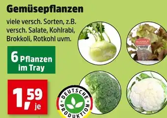 Thomas Philipps Deutsche produktion gemüsepflanzen Angebot