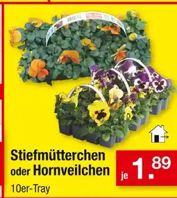 Zimmermann Stiefmütterchen oder hornveilchen Angebot