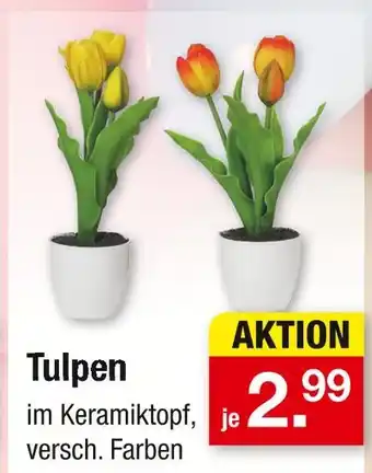 Zimmermann Tulpen Angebot