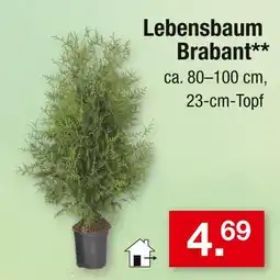 Zimmermann Lebensbaum brabant Angebot