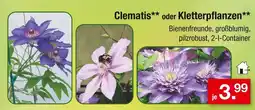 Zimmermann Clematis oder kletterpflanzen Angebot