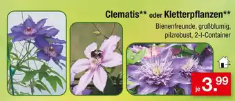 Zimmermann Clematis oder kletterpflanzen Angebot