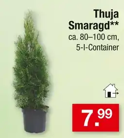 Zimmermann Thuja smaragd Angebot