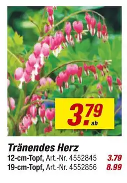 toom Baumarkt Tränendes herz Angebot