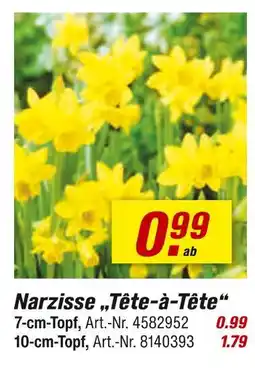 toom Baumarkt Narzisse tête-à-tête Angebot