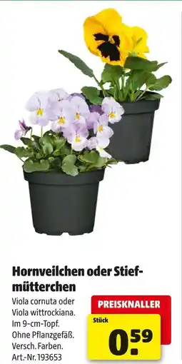 Hagebau Hornveilchen oder stiefmütterchen Angebot