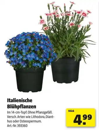 Hagebau Italienische blühpflanzen Angebot