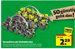 Hagebau Hornveilchen oder stiefmütterchen Angebot