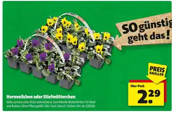 Hagebau Hornveilchen oder stiefmütterchen Angebot