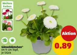 PENNY Gänseblümchen Angebot